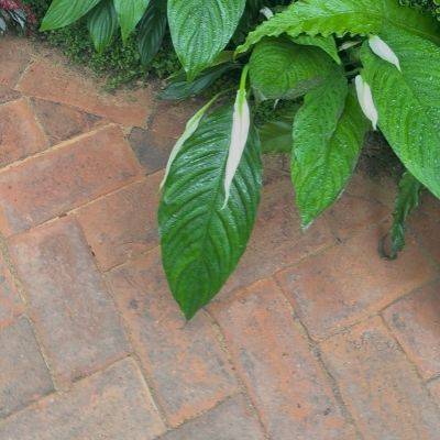 Rose Cottage Clay Brick Pavers