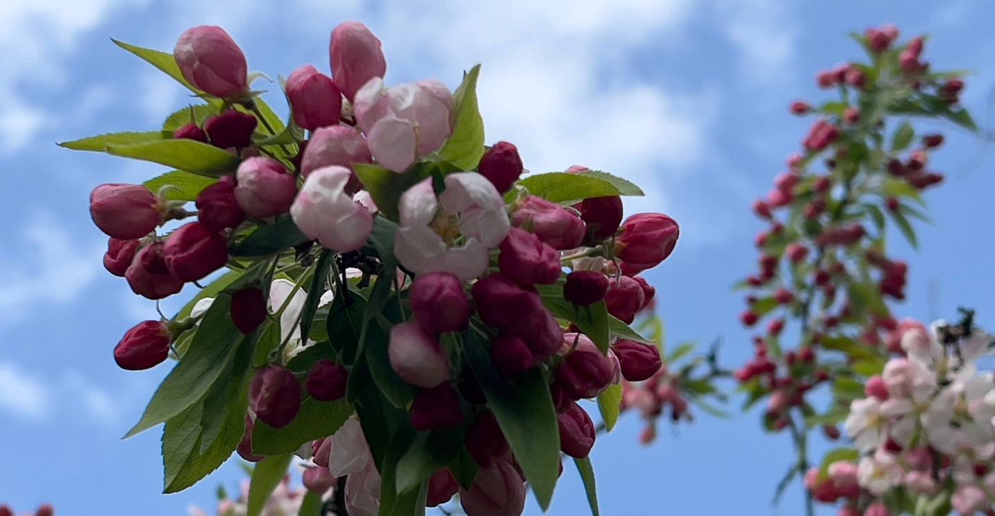 Blossom Campaign - National Trust