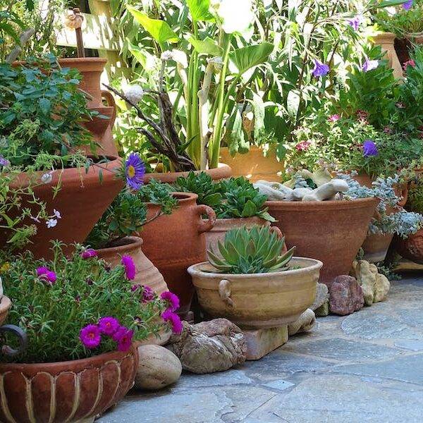 array of terracotta pots with plants