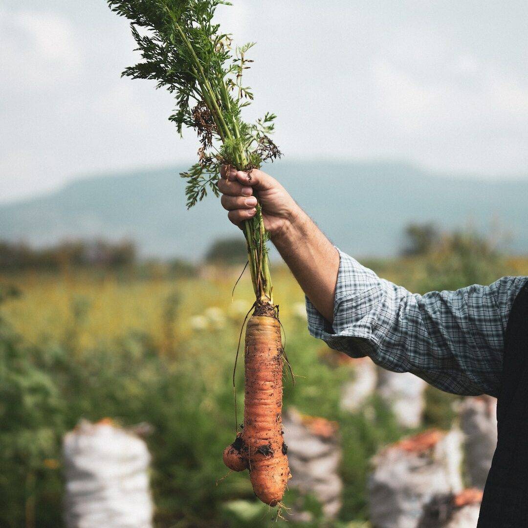 A hand holding a carrot just pulled from the ground.